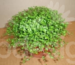 Soleirolia - repnkov interirov kvet 04